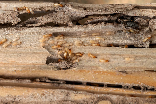 Pest Control Cost in Kendale Lakes, FL